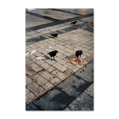 Pigeons du Pavé