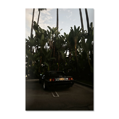 Palm Escape