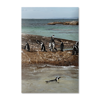 Boulders Beach Colony